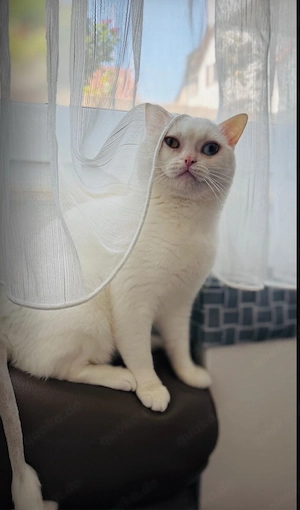 Wunderschöner weißer BKH Kater sucht liebevolles Zuhause