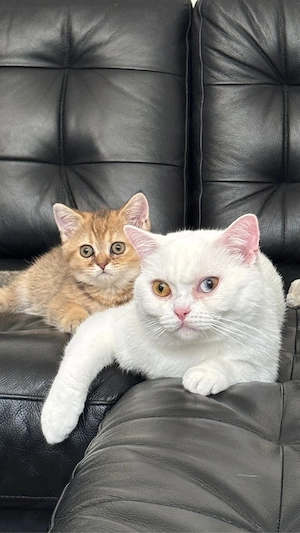 Wunderschöner weißer BKH Kater sucht liebevolles Zuhause Bild 9