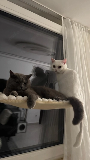 Wunderschöner weißer BKH Kater sucht liebevolles Zuhause Bild 4