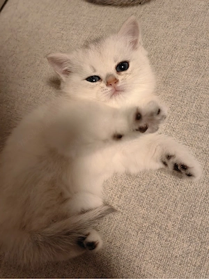 Wunderschöne BKH Kitten Silver Tabby - Katzenbaby