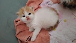 3 Dollface Babies suchen noch