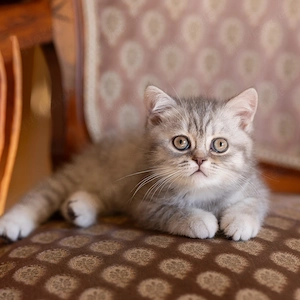 Reinrassige bkh Kitten ( ab 5. Mai abgabebereit)