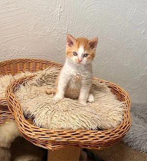 Selkirk Rex Lockenbärchen, ein Katerchen sucht nettte Dosenöffner
