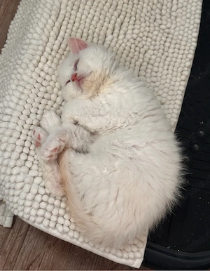 Selkirk Rex Lockenbärchen, ein Katerchen sucht nettte Dosenöffner