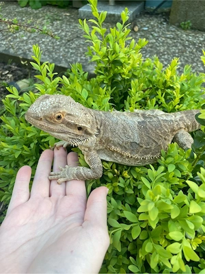 Bartagamen weibchen  Bild 2