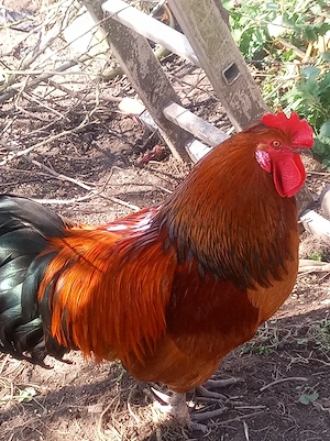 Hahn, ca 10 Monate alt 