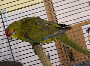 Ziegensittich Pärchen 