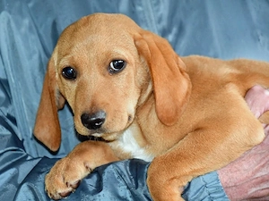 Darby sucht ihr Zuhause (noch auf Sardinien)