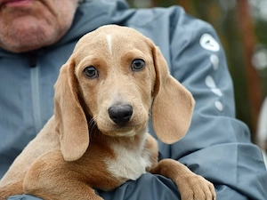 Dasha sucht ihr Zuhause (noch auf Sardinien)