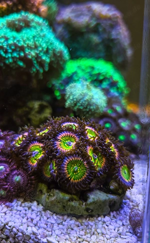 Korallen-Ableger aus Hobby-Aquarium 