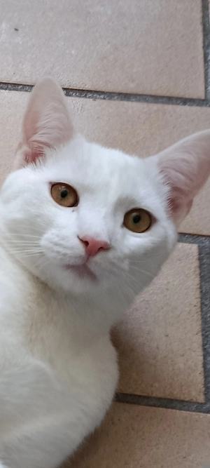 American shorthair Kater 