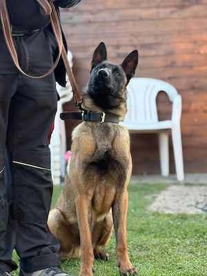 Ich verkaufe meinen 1 Jahr alten Belgischen Schäferhund Malinois