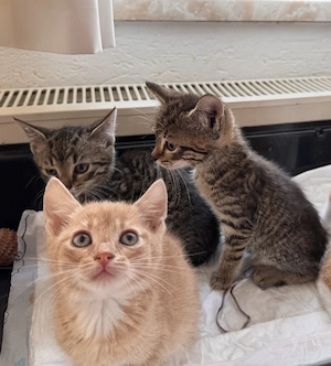 Mischlingsbabys kitten 2 Monate alt 