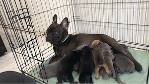 Französche Englische Bulldoggen Welpen