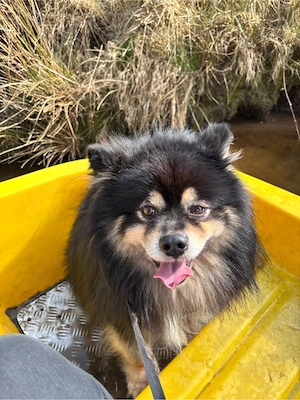 Pomsky als Deck rüde