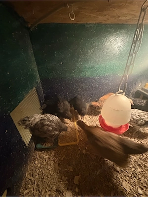 Junghühner Hennen Huhn 