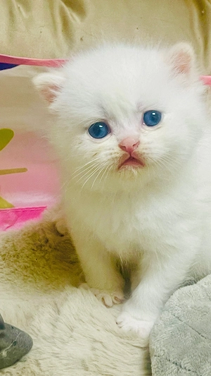 Wunderschön BLH BkH Babys Katze