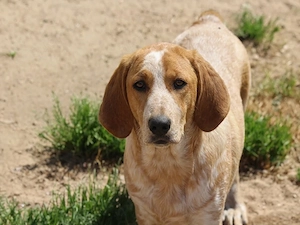Corinna sucht ihr Zuhause (noch auf Sardinien)