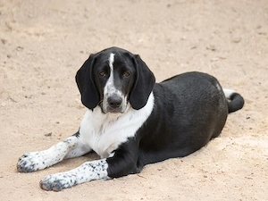 Carlotta sucht ihr Zuhause (noch auf Sardinien)