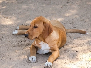 Camilla sucht ihr Zuhause (noch auf Sardinien)