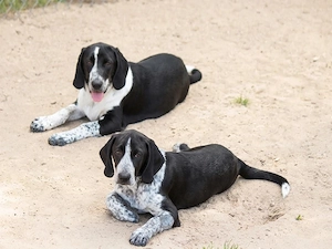 Carolina sucht ihr Zuhause (noch auf Sardinien)