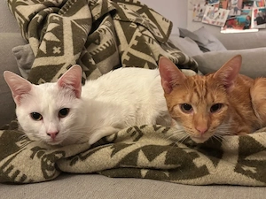 Borat & Johnny Dreamteam sucht Familie zum spielen und kuscheln