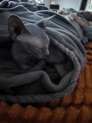 Sphynx Katze sucht zuhause