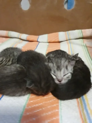 Britisch kurzhaar zu verkaufen 