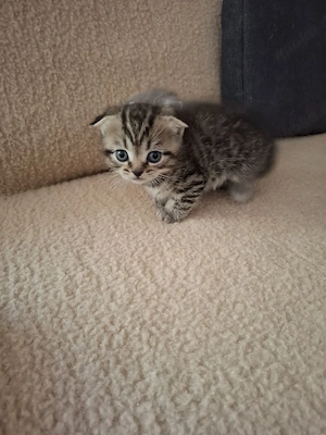 BKH Katzenbaby Kater  Bild 2