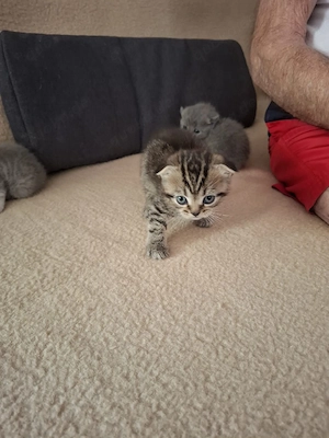 BKH Katzenbaby Kater 