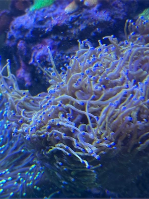 Euphyllia Glabrescens Paket