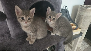 babykatze . EKH