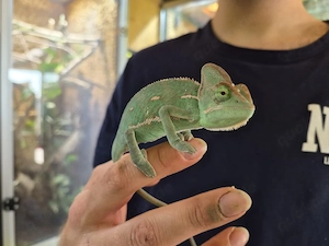 Jemenchamäleon ( Chamaeleo calyptratus )