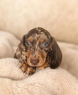 Zwergdackel Welpen Dackel 