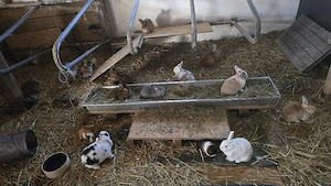 Verschiedene Kaninchen abzugeben