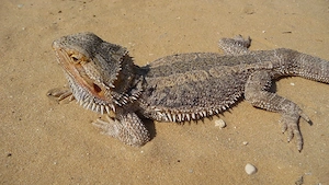 Suche Bartagamen Pogona vitticeps in Wildtyp !!!