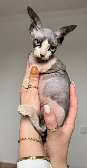 Zwei außergewöhnliche Sphynx Kitten suchen ihr Herzenszuhause