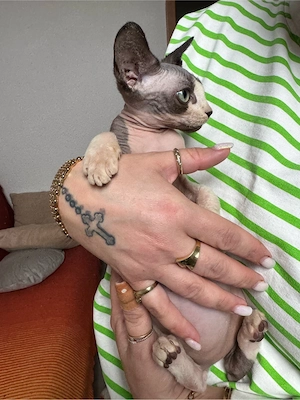Zwei außergewöhnliche Sphynx Kitten suchen ihr Herzenszuhause Bild 3
