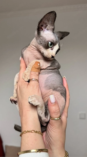 Zwei außergewöhnliche Sphynx Kitten suchen ihr Herzenszuhause Bild 4