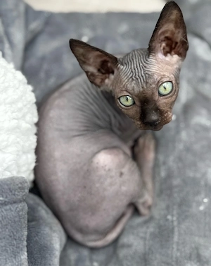 Zwei außergewöhnliche Canadian Sphynx Kater suchen ihr Herzenszuhause