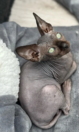 Zwei außergewöhnliche Sphynx Kitten suchen ihr Herzenszuhause Bild 5
