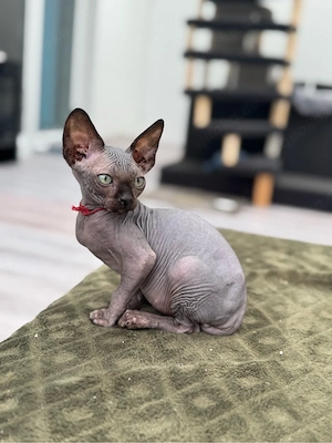 Zwei außergewöhnliche Sphynx Kitten suchen ihr Herzenszuhause Bild 7