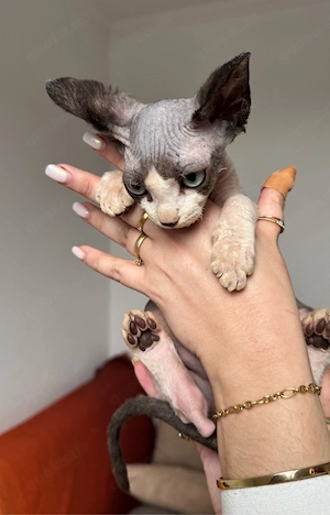 Zwei außergewöhnliche Sphynx Kitten suchen ihr Herzenszuhause Bild 10
