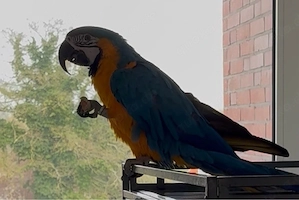 Gelbbrustara, sehr zahm inkl. Voliere 