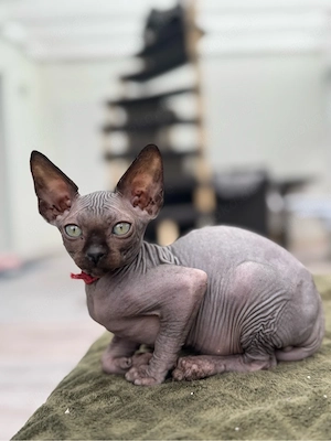 Zwei außergewöhnliche Sphynx Kitten suchen ihr Herzenszuhause Bild 6