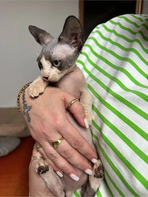 Zwei außergewöhnliche Sphynx Kitten suchen ihr Herzenszuhause Bild 9