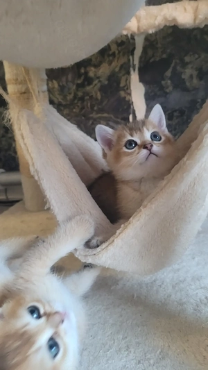 Reinrassige BKH kitten 