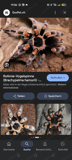 Ich suche eine rotknie Vogelspinne 