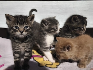 Katzenbabys, Kitten, Katze, junge Katze