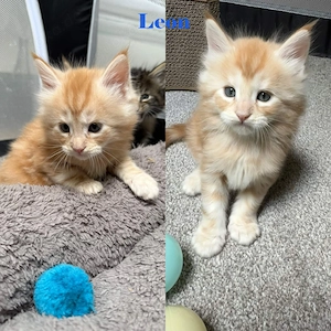 Maine Coon Kitten suchen bald ein liebvolles Zuhause